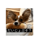 パピヨンのさちです。つ〜（個別スタンプ：13）