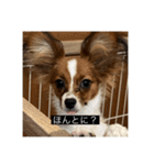 パピヨンのさちです。つ〜（個別スタンプ：14）