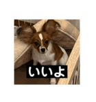 パピヨンのさちです。つ〜（個別スタンプ：15）