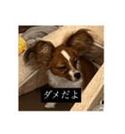 パピヨンのさちです。つ〜（個別スタンプ：16）