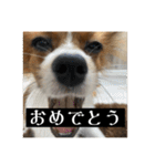 パピヨンのさちです。つ〜（個別スタンプ：17）