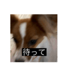 パピヨンのさちです。つ〜（個別スタンプ：18）