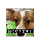 パピヨンのさちです。つ〜（個別スタンプ：19）