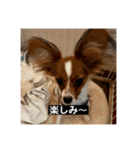 パピヨンのさちです。つ〜（個別スタンプ：20）