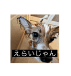 パピヨンのさちです。つ〜（個別スタンプ：21）