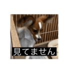 パピヨンのさちです。つ〜（個別スタンプ：22）