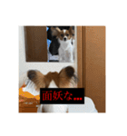 パピヨンのさちです。つ〜（個別スタンプ：23）