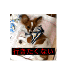 パピヨンのさちです。つ〜（個別スタンプ：24）