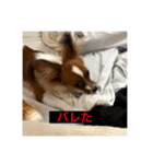 パピヨンのさちです。つ〜（個別スタンプ：25）