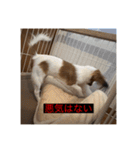 パピヨンのさちです。つ〜（個別スタンプ：26）