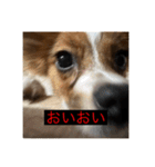 パピヨンのさちです。つ〜（個別スタンプ：28）