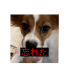 パピヨンのさちです。つ〜（個別スタンプ：29）