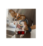 パピヨンのさちです。つ〜（個別スタンプ：30）