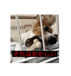 パピヨンのさちです。つ〜（個別スタンプ：31）