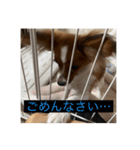 パピヨンのさちです。つ〜（個別スタンプ：32）