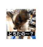 パピヨンのさちです。つ〜（個別スタンプ：33）