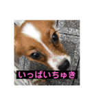 パピヨンのさちです。つ〜（個別スタンプ：35）