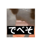 パピヨンのさちです。つ〜（個別スタンプ：38）