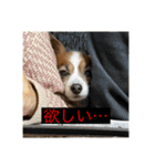 パピヨンのさちです。つ〜（個別スタンプ：39）