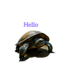 カメ turtle（個別スタンプ：16）