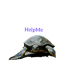 カメ turtle（個別スタンプ：17）