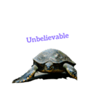 カメ turtle（個別スタンプ：36）