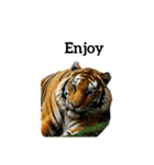 トラ tiger（個別スタンプ：6）