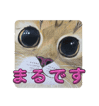 おおさかねこちゃん9（個別スタンプ：1）