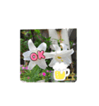 スタンプシリーズa（個別スタンプ：16）