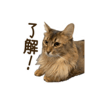 ふわもふビスケちゃん（個別スタンプ：2）