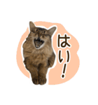 ふわもふビスケちゃん（個別スタンプ：3）