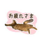 ふわもふビスケちゃん（個別スタンプ：4）
