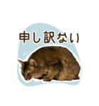 ふわもふビスケちゃん（個別スタンプ：5）