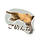 ふわもふビスケちゃん（個別スタンプ：6）