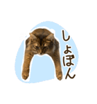 ふわもふビスケちゃん（個別スタンプ：7）