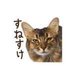ふわもふビスケちゃん（個別スタンプ：8）