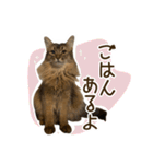 ふわもふビスケちゃん（個別スタンプ：9）
