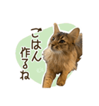 ふわもふビスケちゃん（個別スタンプ：10）