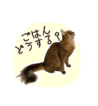 ふわもふビスケちゃん（個別スタンプ：11）