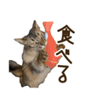 ふわもふビスケちゃん（個別スタンプ：12）
