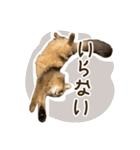 ふわもふビスケちゃん（個別スタンプ：13）