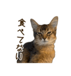 ふわもふビスケちゃん（個別スタンプ：14）