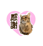 ふわもふビスケちゃん（個別スタンプ：15）
