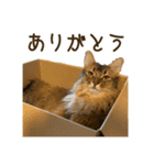 ふわもふビスケちゃん（個別スタンプ：16）