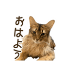 ふわもふビスケちゃん（個別スタンプ：17）