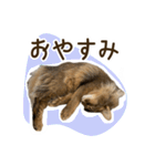 ふわもふビスケちゃん（個別スタンプ：18）
