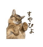 ふわもふビスケちゃん（個別スタンプ：19）