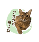 ふわもふビスケちゃん（個別スタンプ：21）