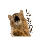 ふわもふビスケちゃん（個別スタンプ：22）