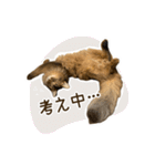 ふわもふビスケちゃん（個別スタンプ：23）